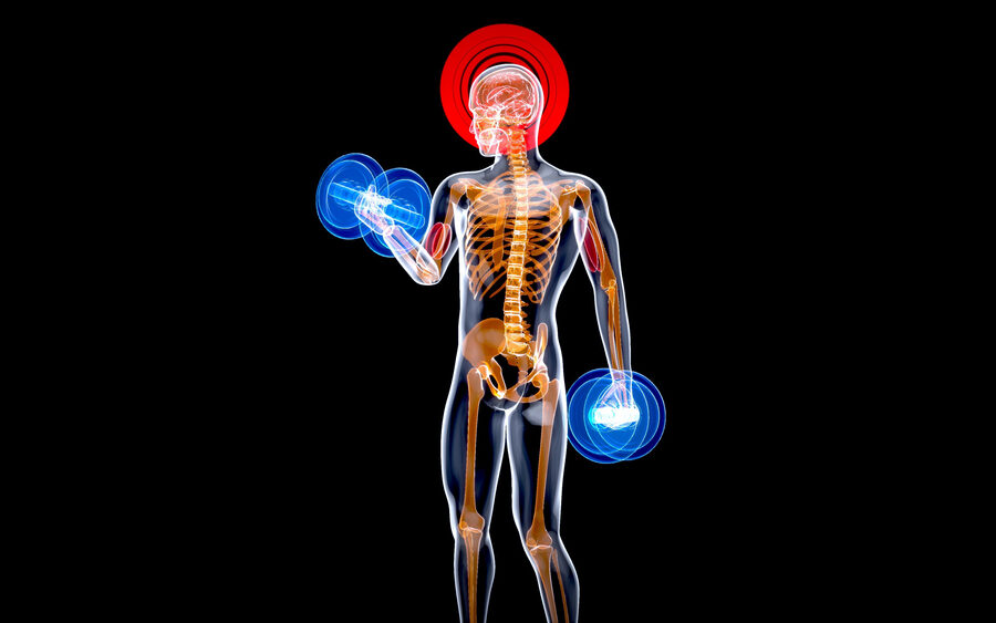 Xray of person lifting to gain muscle alongside their protein intake